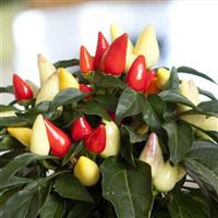 Salsa XP Yellow-Red Ornamental Pepper Bloom