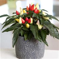 Salsa XP Yellow-Red Ornamental Pepper Container