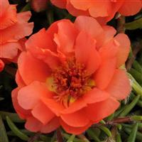 Happy Trails™ Orange Portulaca Bloom