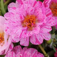 Happy Trails™ Peppermint Portulaca Bloom