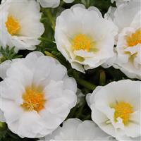 Happy Trails™ White Portulaca Bloom