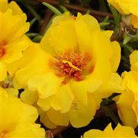 Happy Trails™ Yellow Portulaca Bloom