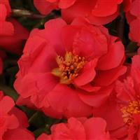 Happy Trails™ Deep Red Portulaca Bloom