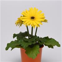 ColorBloom™ Yellow with Dark Eye Gerbera Container