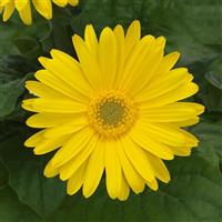 ColorBloom™ Yellow with Light Eye Gerbera Bloom