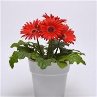 ColorBloom™ Red with Dark Eye Gerbera Container