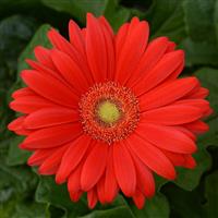 ColorBloom™ Red with Light Eye Gerbera Bloom