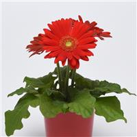 ColorBloom™ Red with Light Eye Gerbera Container