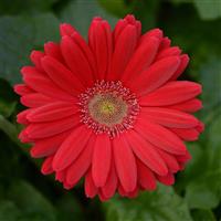 ColorBloom™ Deep Rose with Light Eye Gerbera Bloom