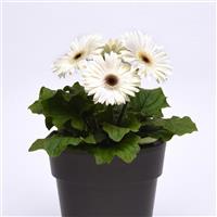 ColorBloom™ White with Dark Eye Gerbera Container