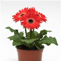 ColorBloom™ Watermelon with Dark Eye Gerbera Container