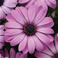 Akila® Lavender Shades Osteospermum Bloom