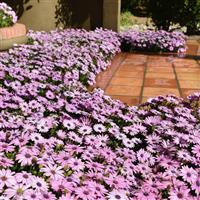 Akila® Lavender Shades Osteospermum Landscape