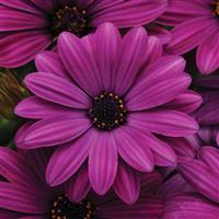 Akila® Purple Osteospermum Bloom