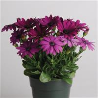 Akila® Purple Osteospermum Container