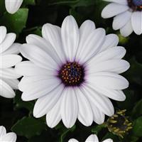 Akila® White Osteospermum Bloom