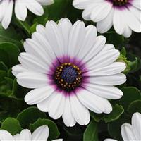 Akila® White Purple Eye Osteospermum Bloom