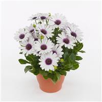 Akila® White Purple Eye Osteospermum Container