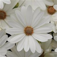 Akila® Daisy White Osteospermum Bloom
