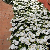 Akila® Daisy White Osteospermum Commercial Landscape 1