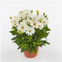 Akila® Daisy White Osteospermum Container
