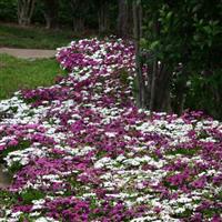 Akila® Mixture Osteospermum Landscape