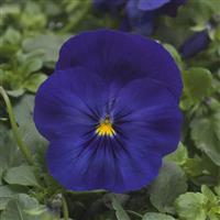 Cool Wave® Blue Spreading Pansy Bloom