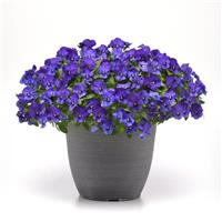 Cool Wave® Blue Spreading Pansy Container