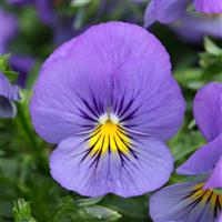 Cool Wave® Blue Skies Spreading Pansy Bloom
