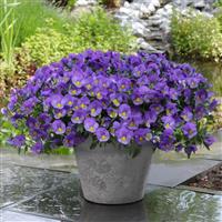 Cool Wave® Blue Skies Spreading Pansy Container