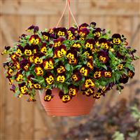 Cool Wave® Fire Spreading Pansy Basket