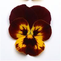 Cool Wave® Fire Spreading Pansy Bloom