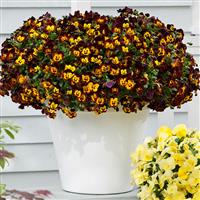 Cool Wave® Fire Spreading Pansy Container