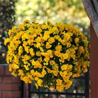 Cool Wave® Golden Yellow Spreading Pansy Basket