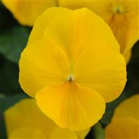 Cool Wave® Golden Yellow Spreading Pansy Bloom