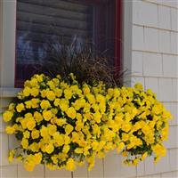 Cool Wave® Golden Yellow Spreading Pansy Commercial Landscape 1