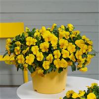 Cool Wave® Golden Yellow Spreading Pansy Container