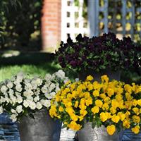 Cool Wave® Golden Yellow Spreading Pansy Landscape