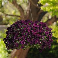 Cool Wave® Purple Spreading Pansy Basket
