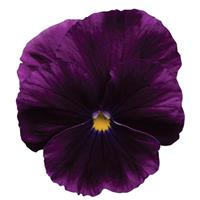Cool Wave® Purple Spreading Pansy Bloom