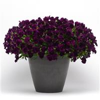 Cool Wave® Purple Spreading Pansy Container