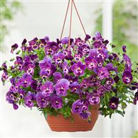 Cool Wave® Raspberry Spreading Pansy Basket