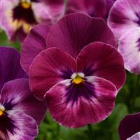 Cool Wave® Raspberry Spreading Pansy Bloom