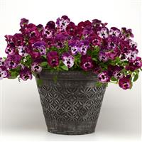 Cool Wave® Raspberry Spreading Pansy Container