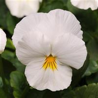 Cool Wave® White Spreading Pansy Bloom