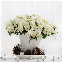 Cool Wave® White Spreading Pansy Container
