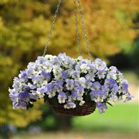 Cool Wave® Frost Spreading Pansy Basket