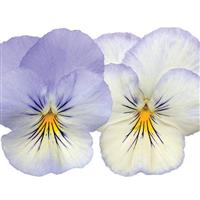 Cool Wave® Frost Spreading Pansy Bloom