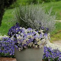 Cool Wave® Frost Spreading Pansy Container