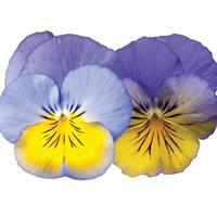 Cool Wave® Morpho Spreading Pansy Bloom